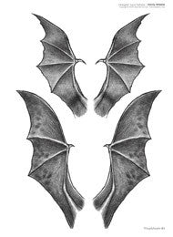 Angels and Wing Designs — Softcover Book