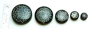 White Coral Over Black Resin Areng Wood Base - 14mm - 50mm Price Per 1
