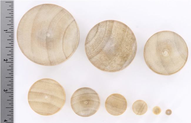 Solid Concave Crocodile Wood Plug — Price Per 1