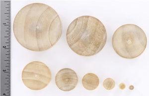 Solid Concave Crocodile Wood Plug — Price Per 1