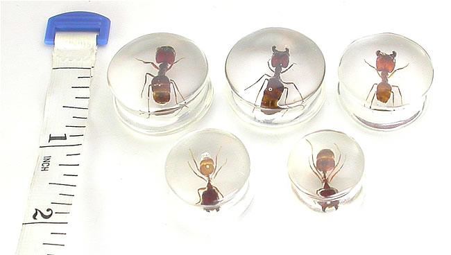 ANT - Actual Ant inside an Acrylic Plug - 16mm - 24mm - Price Per 1