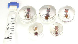 ANT - Actual Ant inside an Acrylic Plug - 16mm - 24mm - Price Per 1