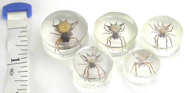 Spider - Real Spider inside Acrylic Plug - 16mm-24mm - Price Per 1