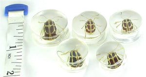 HBYG Bug - Cool Looking Bug inside an acrylic Plug for Gauged Ears - 16mm - 24mm - Price Per 1
