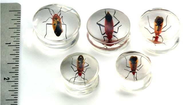 Red Bug or Pyrrhocorid inside an Acrylic Plug for Gauged Ears - 16mm - 24mm - Price Per 1