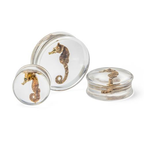 Seahorse Double Flared Acrylic Plug 20mm-32mm - Price Per 1