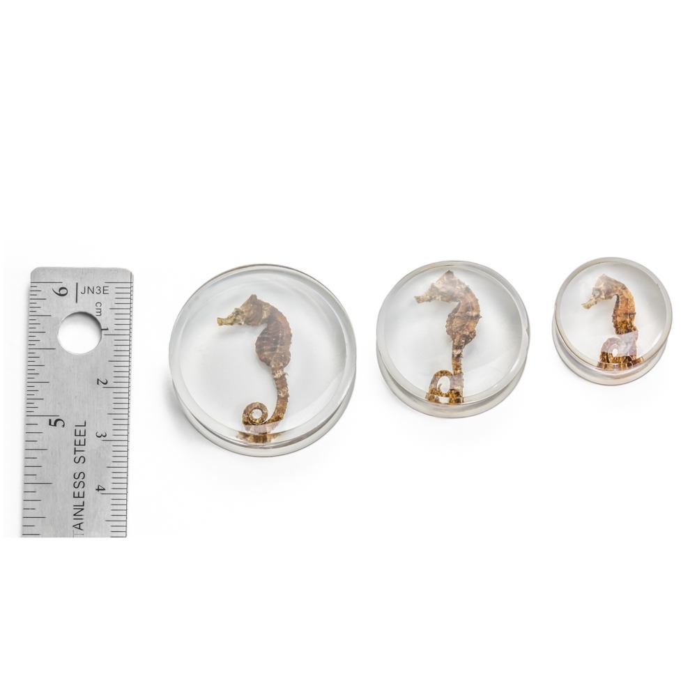 Seahorse Double Flared Acrylic Plug 20mm-32mm - Price Per 1